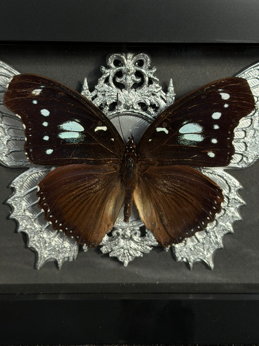 BLUE MOON BUTTERFLY- Framed Specimen * missing antenna*