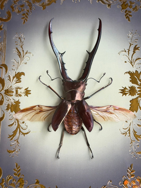 Metallicus Stag Beetle - Cyclommatus metallifer Framed Specimen