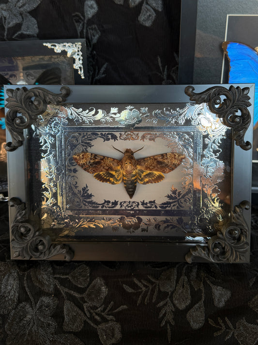 DEATH HEAD MOTH - Mother of Hades Framed Specimen