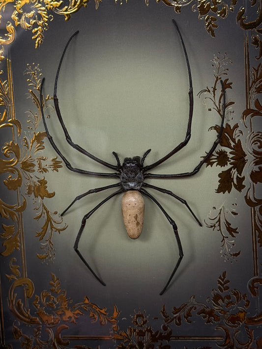 Orb Weaver Spider Nephila vitiana Frames Specimen