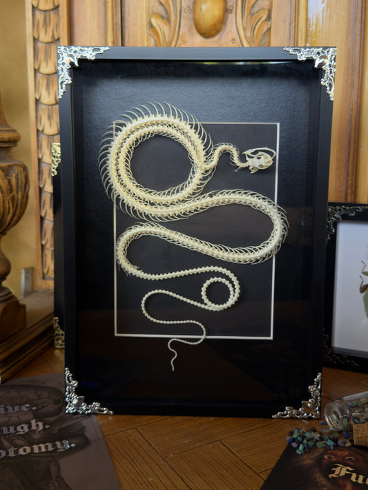 Chinese Rat Snake Ptyas Korros Framed Skeleton Specimen