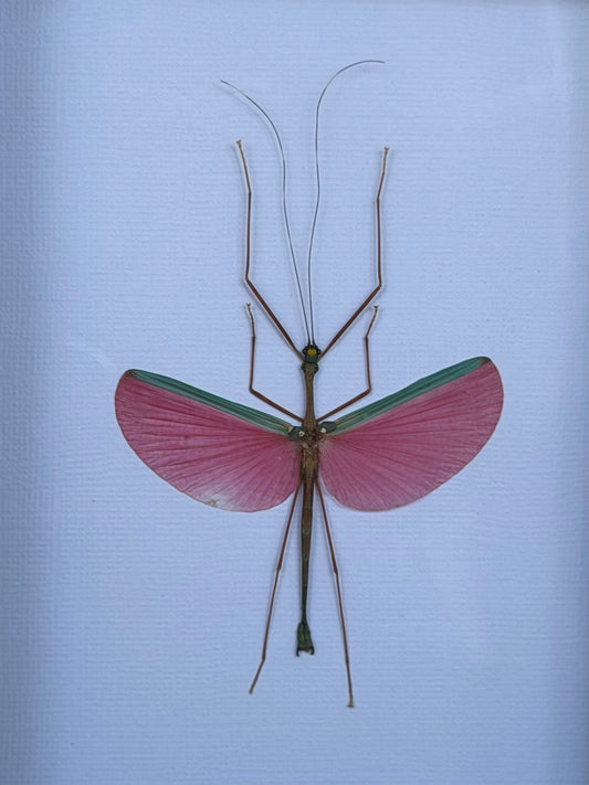 Pink Winged Stick Insect Marmessoidea rosea Framed Specimen