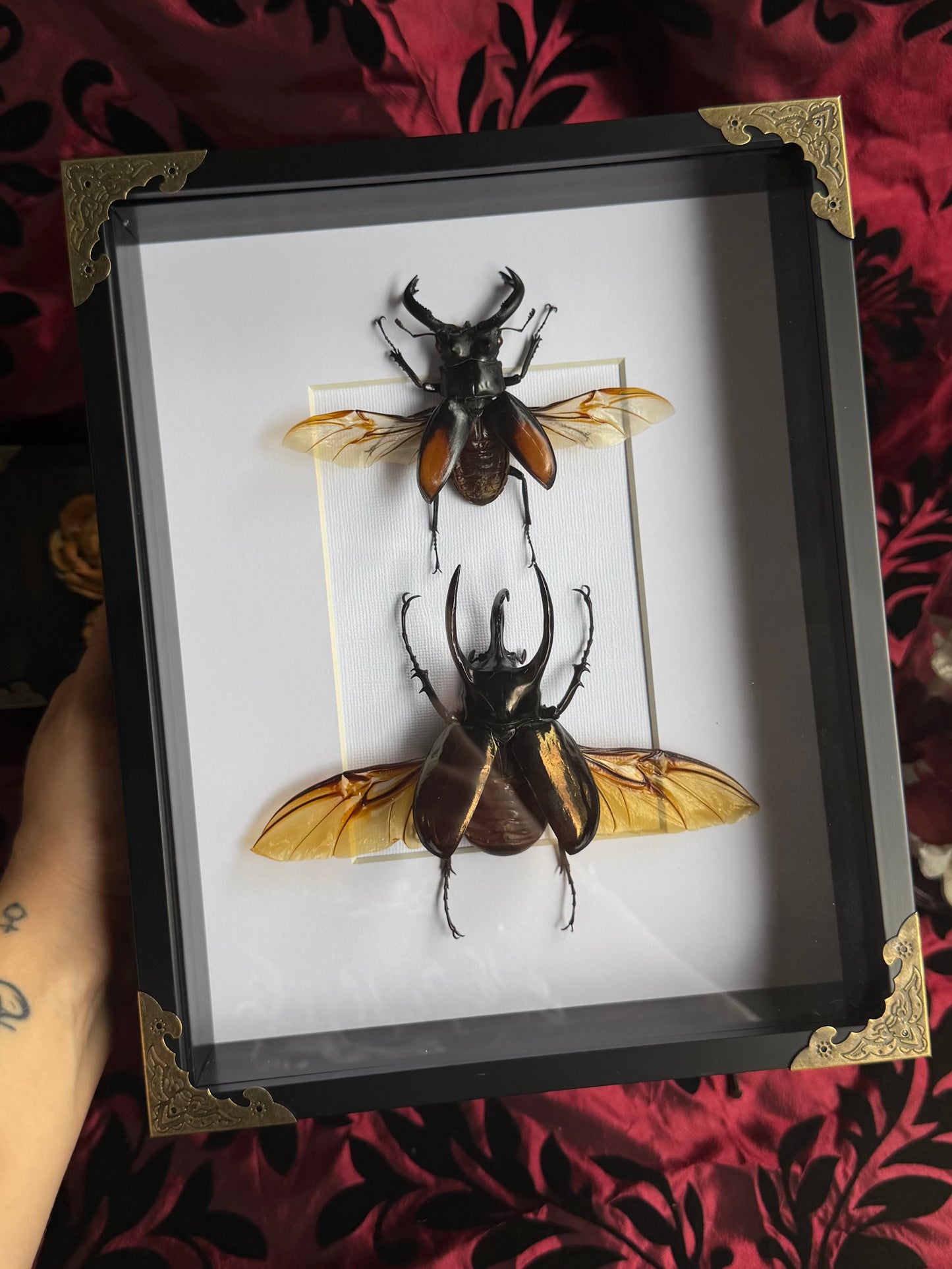 BEETLE DUO - Stag Beetle & Atlas beetle Frames Specimen