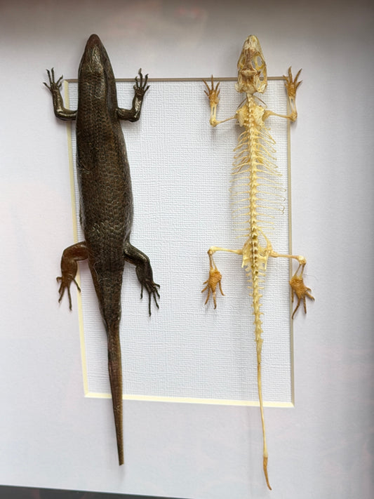 SKINK DUO Indian Brown Skink & Skeleton - Eutropis multifasciata - Framed Specimen