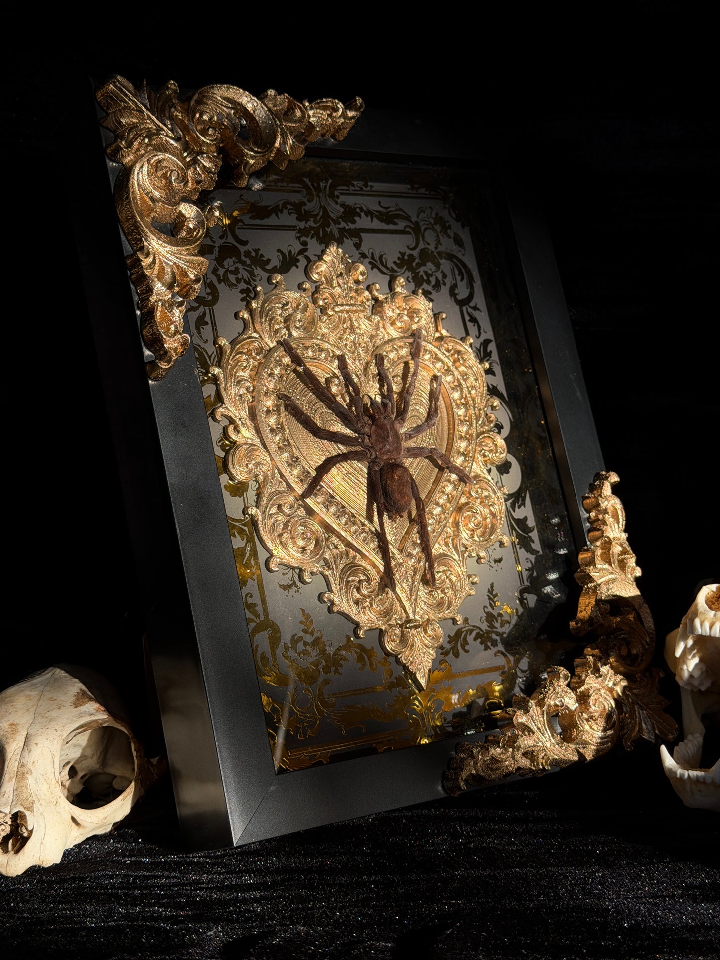 Javan Yellow-kneed Tarantula- Selenocosmia dolichoplectra Framed specimen