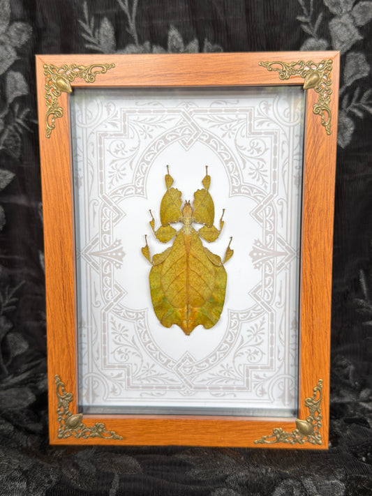 ORANGE LEAF BUG SHADOW BOX