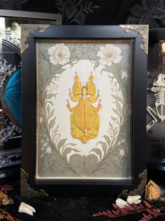 YELLOW LEAF BUG - A5 Leaf Bug Specimen Frame