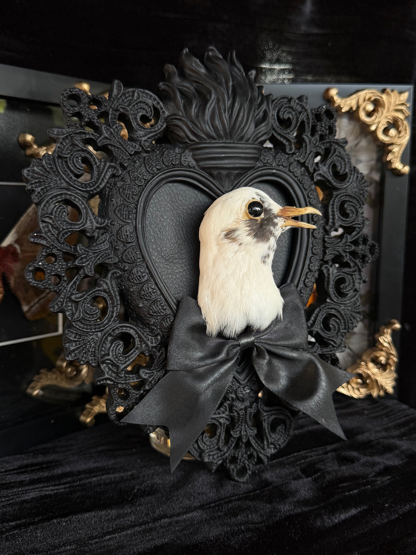 PIGEON HEAD - Mother of Hades Black Heart Open Display Frame