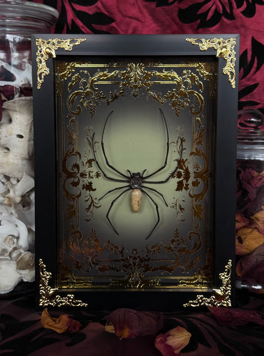 Orb Weaver Spider Nephila vitiana Frames Specimen