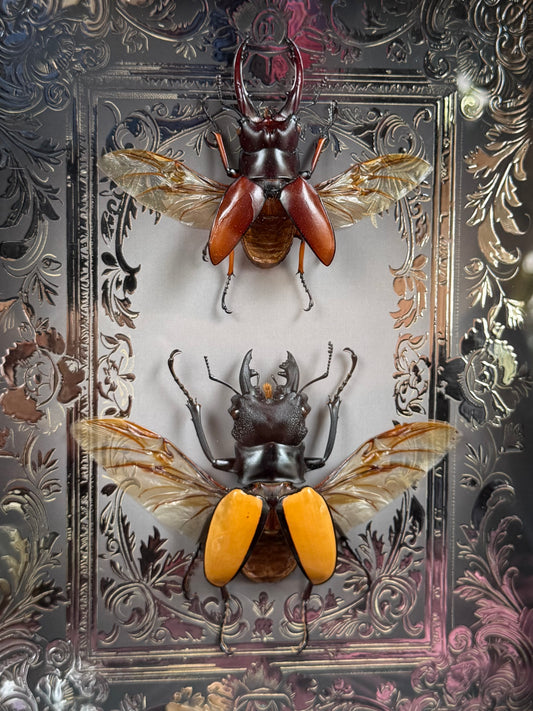 Stag Beetle Duo Framed Specimens (SILVER) - names in description