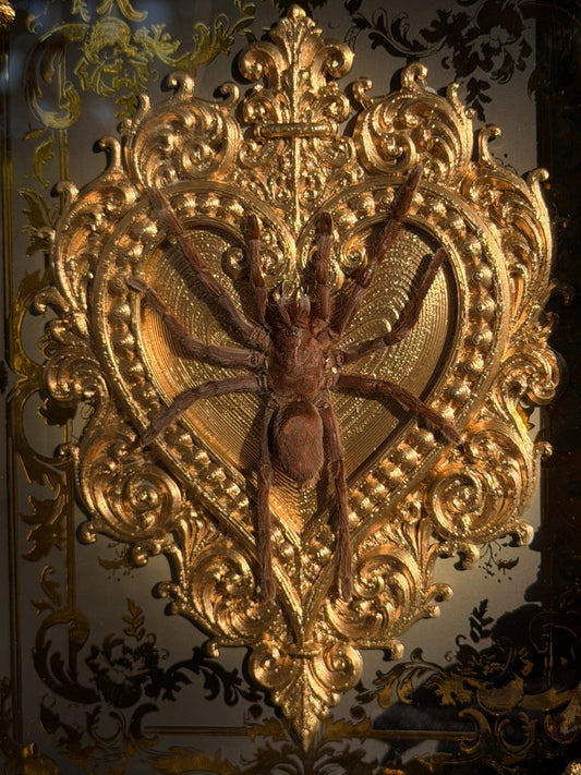 Javan Yellow-kneed Tarantula- Selenocosmia dolichoplectra Framed specimen