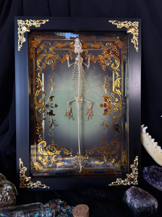 Indian Brown Skink Skeleton - Eutropis multifasciata Framed specimen