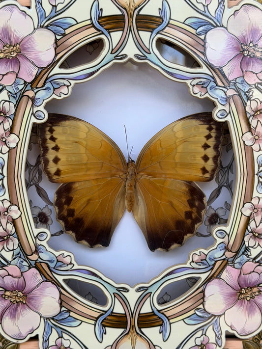 ILLIONEUS OWL BUTTERFLY - Caligo Illioneus Praexiodus Hybrid? Framed Specimen *DAMAGED*