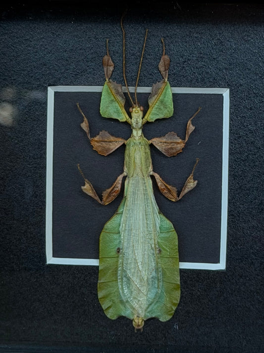 Leaf Insect Phyllium nisus 4x4” Framed Specimen