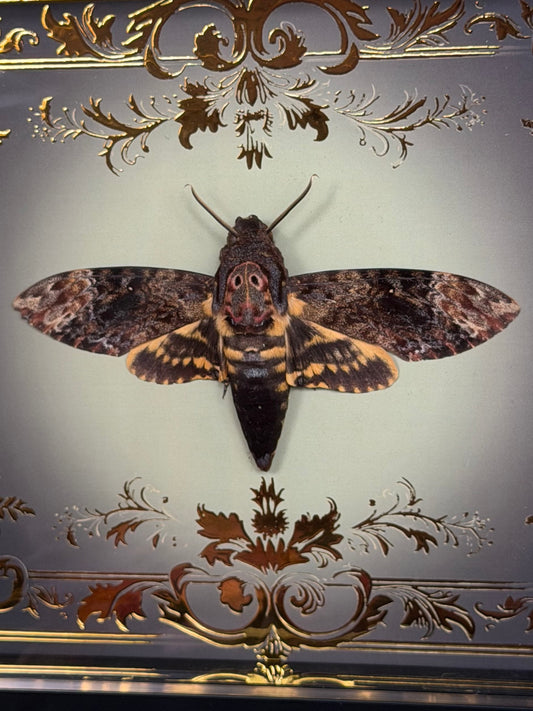 DEATH HEAD MOTH (lesser) - Acherontia styx Framed specimen