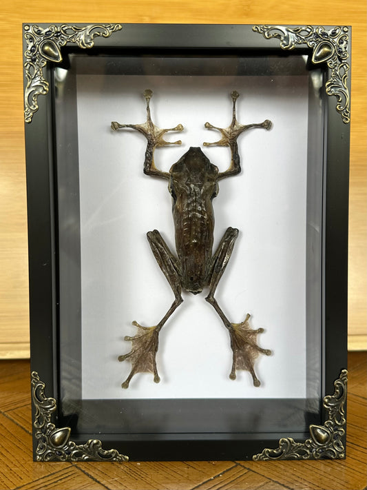 SPECIMEN FRAME - Frog Polypedates Otilophus (M)