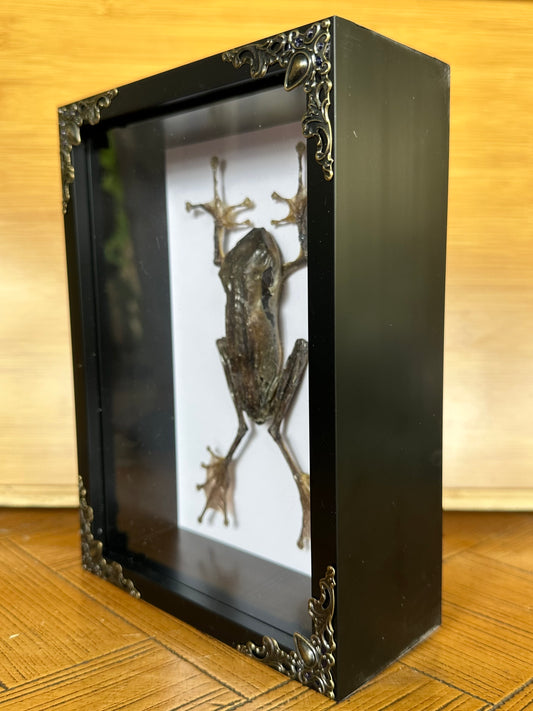 SPECIMEN FRAME - Frog Polypedates Otilophus (M)