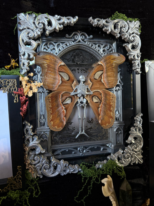 SILVER ATLAS MOTH MAUSOLEUM - Mother of Hades Dead Fairy Frame