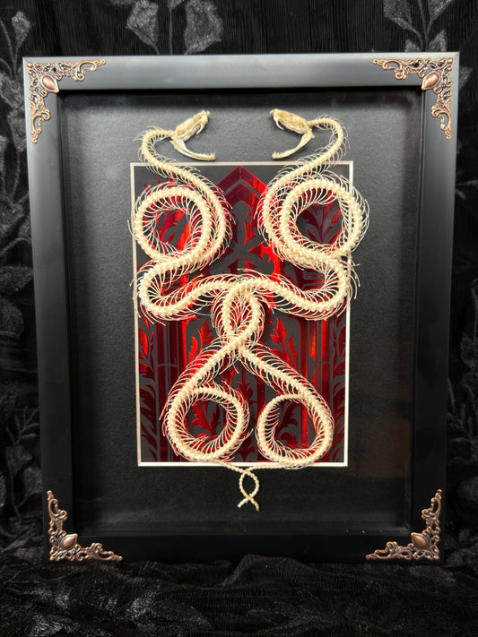 DOUBLE PIT VIPER SNAKE SKELETON SHADOW BOX
