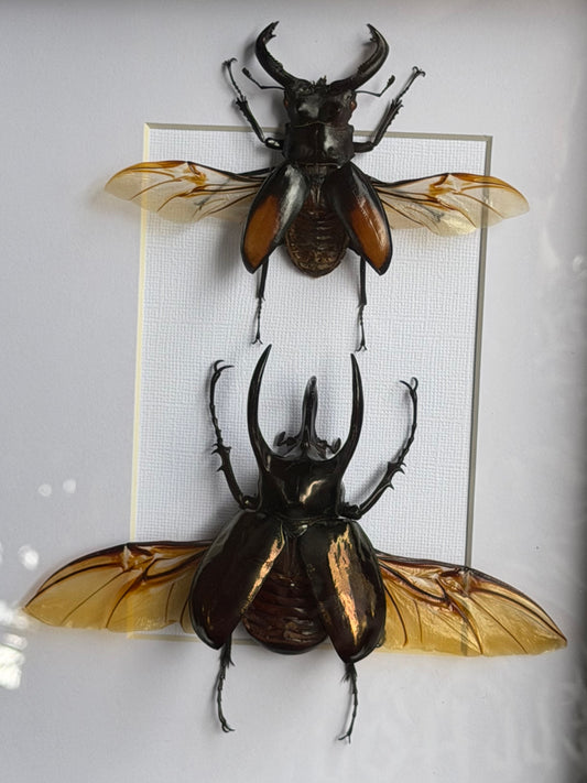 BEETLE DUO - Stag Beetle & Atlas beetle Frames Specimen