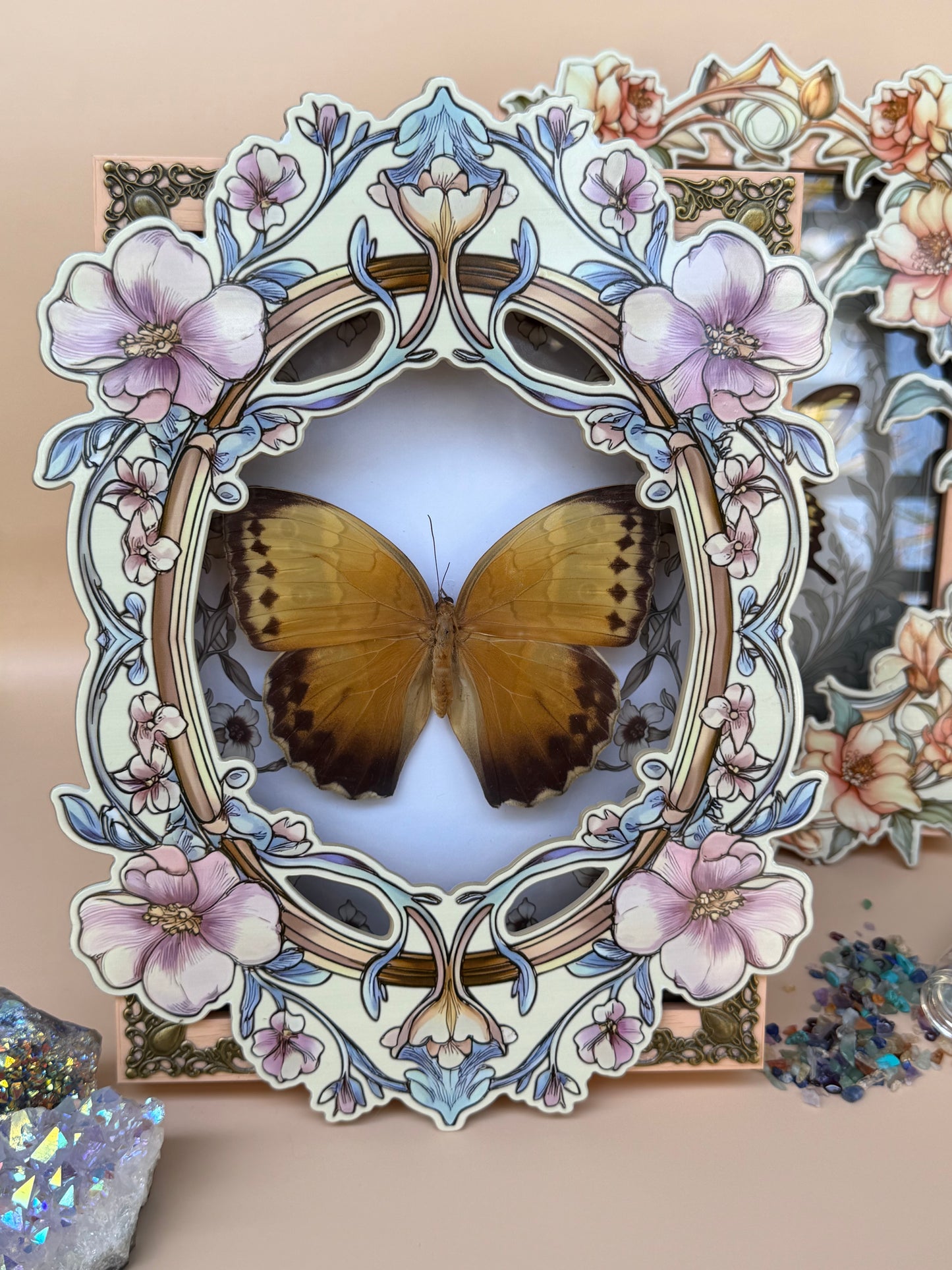 ILLIONEUS OWL BUTTERFLY - Caligo Illioneus Praexiodus Hybrid? Framed Specimen *DAMAGED*