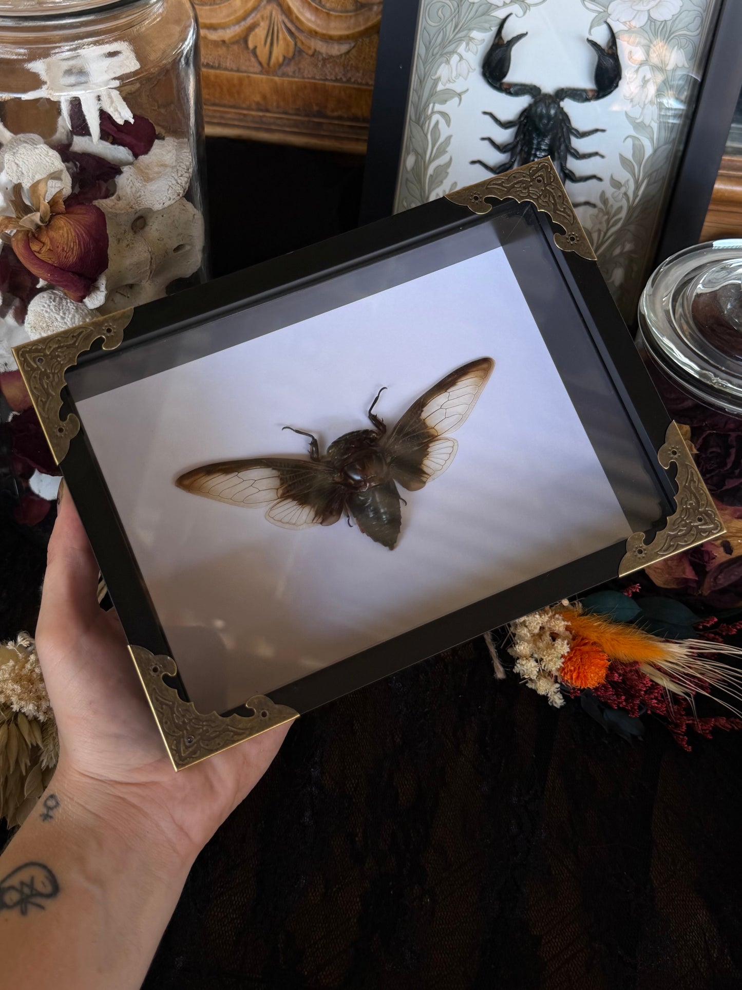 Batwing Cicada Cryptotympana aquila, Framed Specimen
