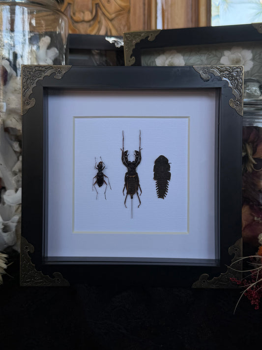 Tiger Beetle, Whip Scorpion & Trilobite TRIO Beetle Framed Specimen - NAMES IN DESCRIPTION