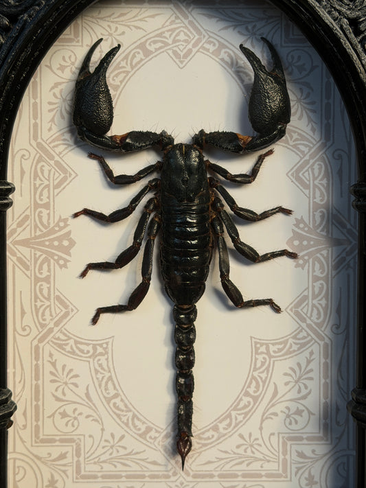 Forest Scorpion - Genus Heterometrus Frames Specimen