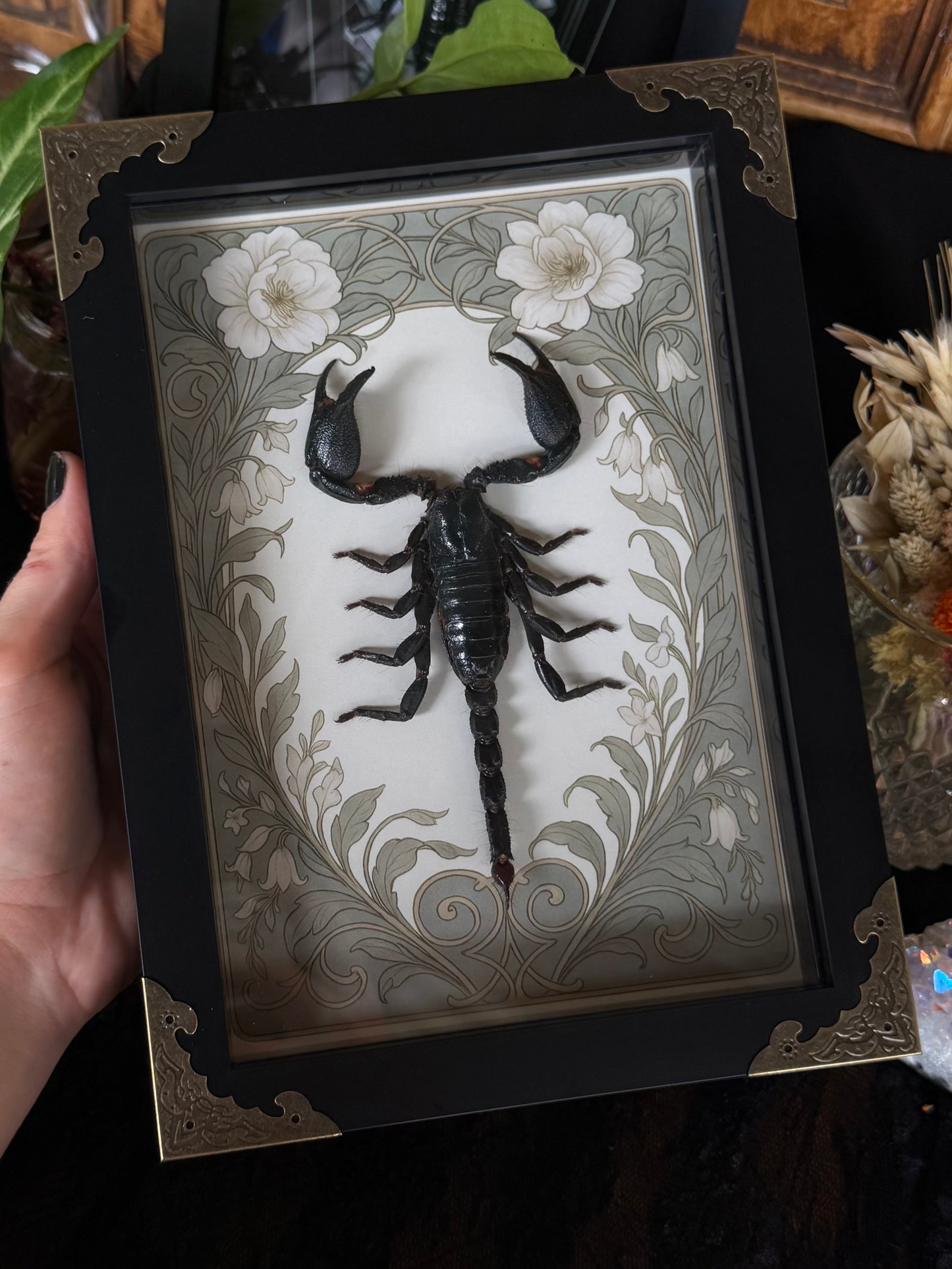 Forest Scorpion - Genus Heterometrus Frames Specimen (SAGE)