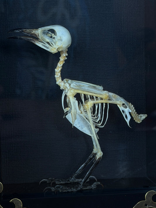 Sooty Headed Bulbul Pycnonotus Aurigaster Skeleton Framed Specimen