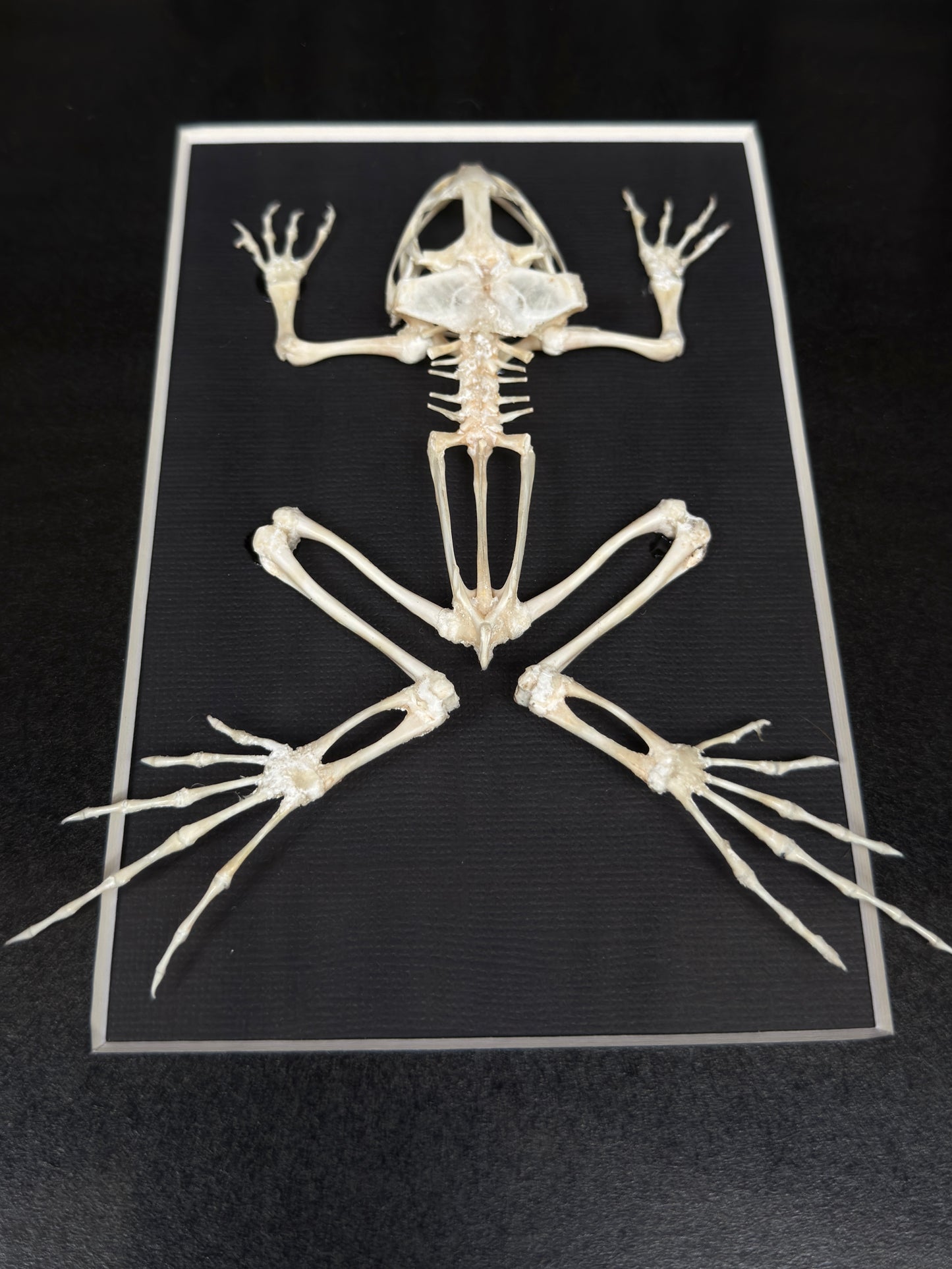 ASIAN GRASS FROG SKELETON - A4 Specimen Frame