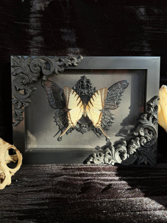 WHITE SWALLOWTAIL BUTTERFLY- Framed Specimen