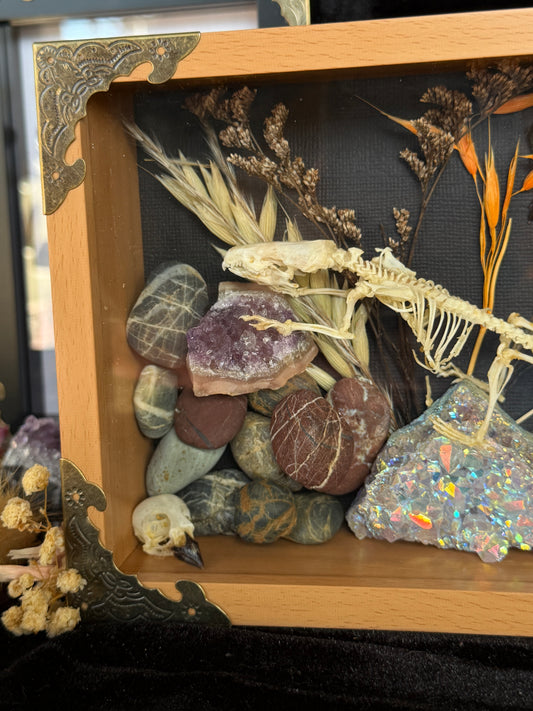 Scandentia/Tree Shrew skeleton, Passerine Bird Skull & Carpenter Bee Framed Specimen