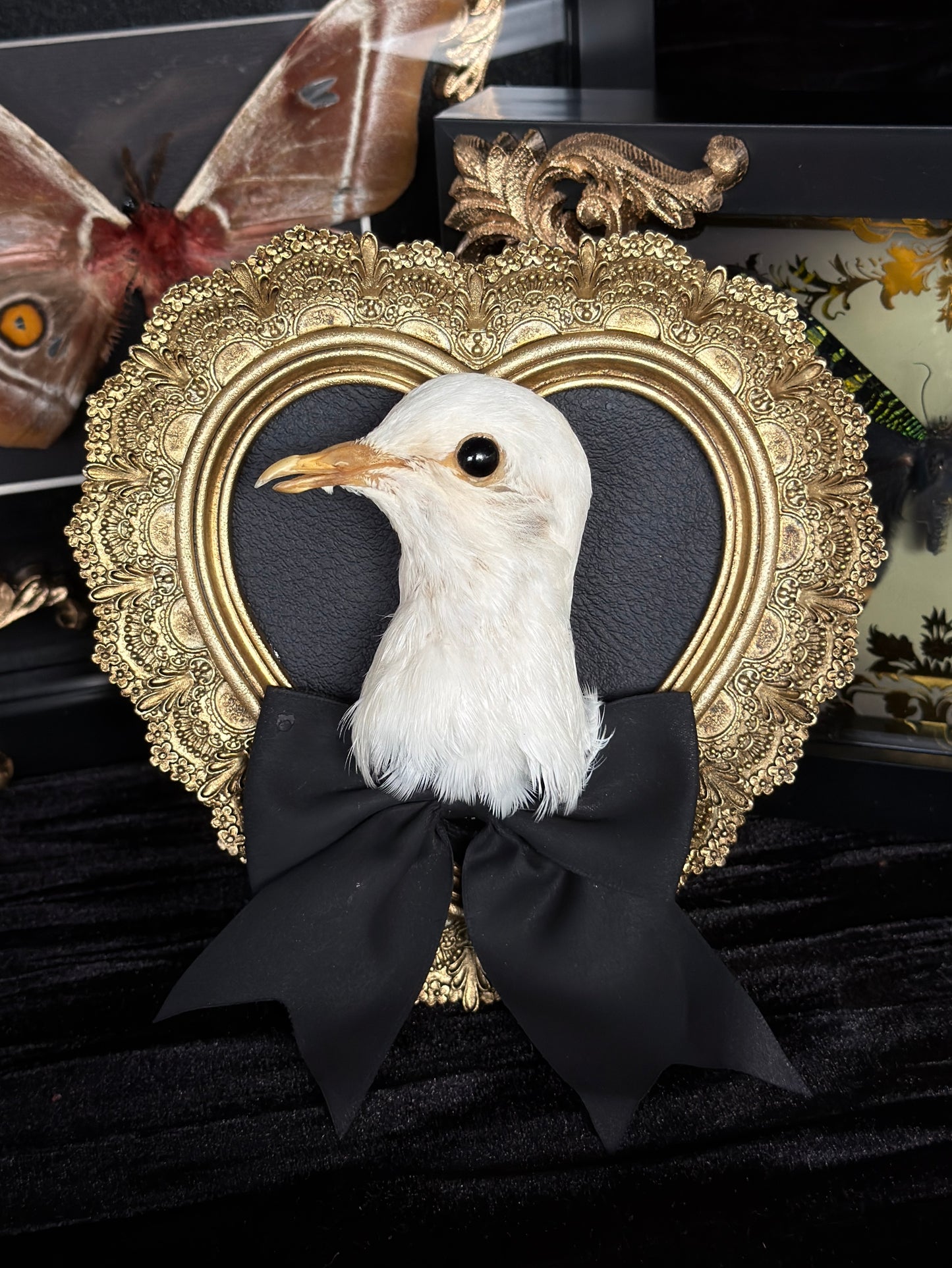 PIGEON HEAD - Mother of Hades Small Gold Heart Open Display Frame
