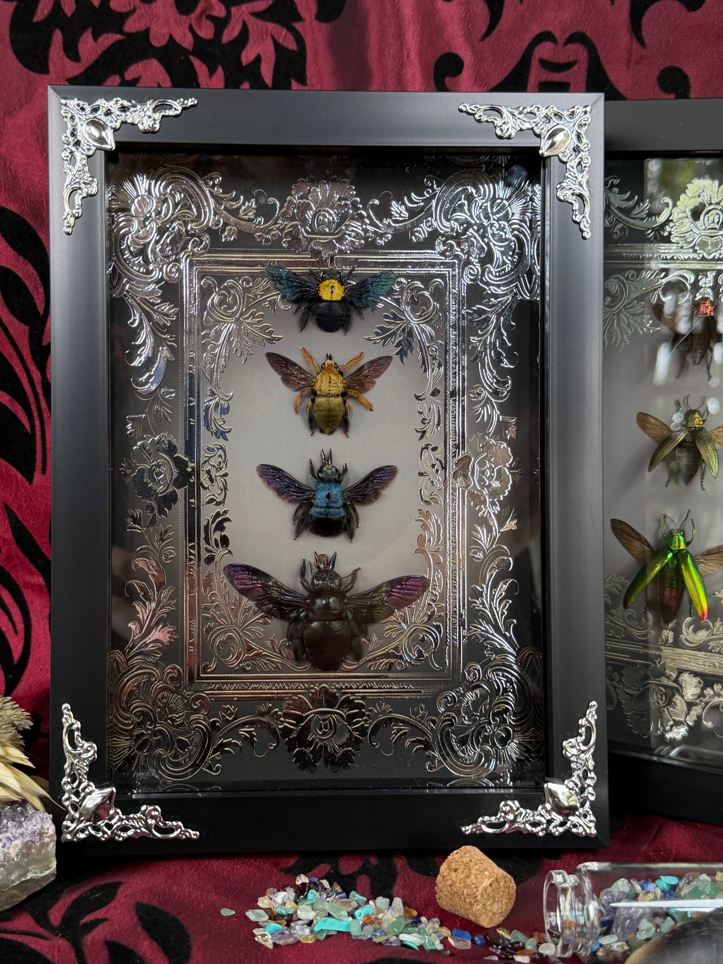 Quad Carpenter Bee Framed Specimens (SILVER) - names in description