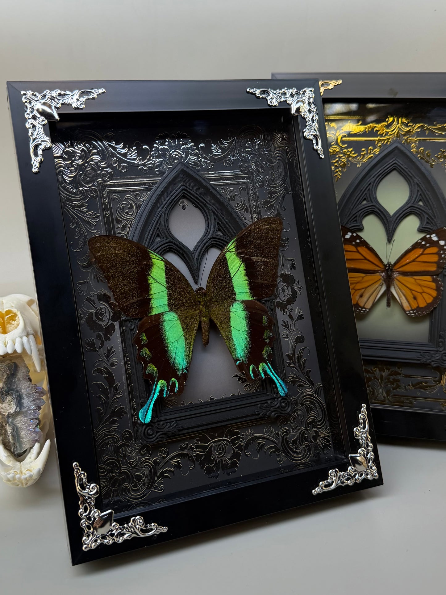 GREEN SWALLOWTAIL - Papilio Blumei Framed Specimen *DAMAGED*