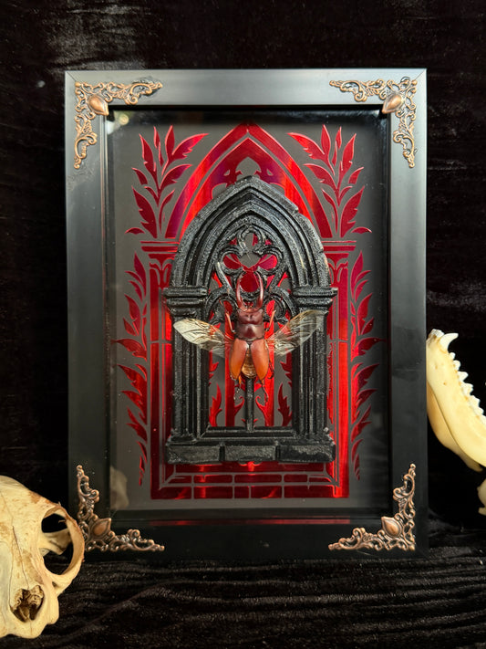 STAG BEETLE framed specimens - name in description