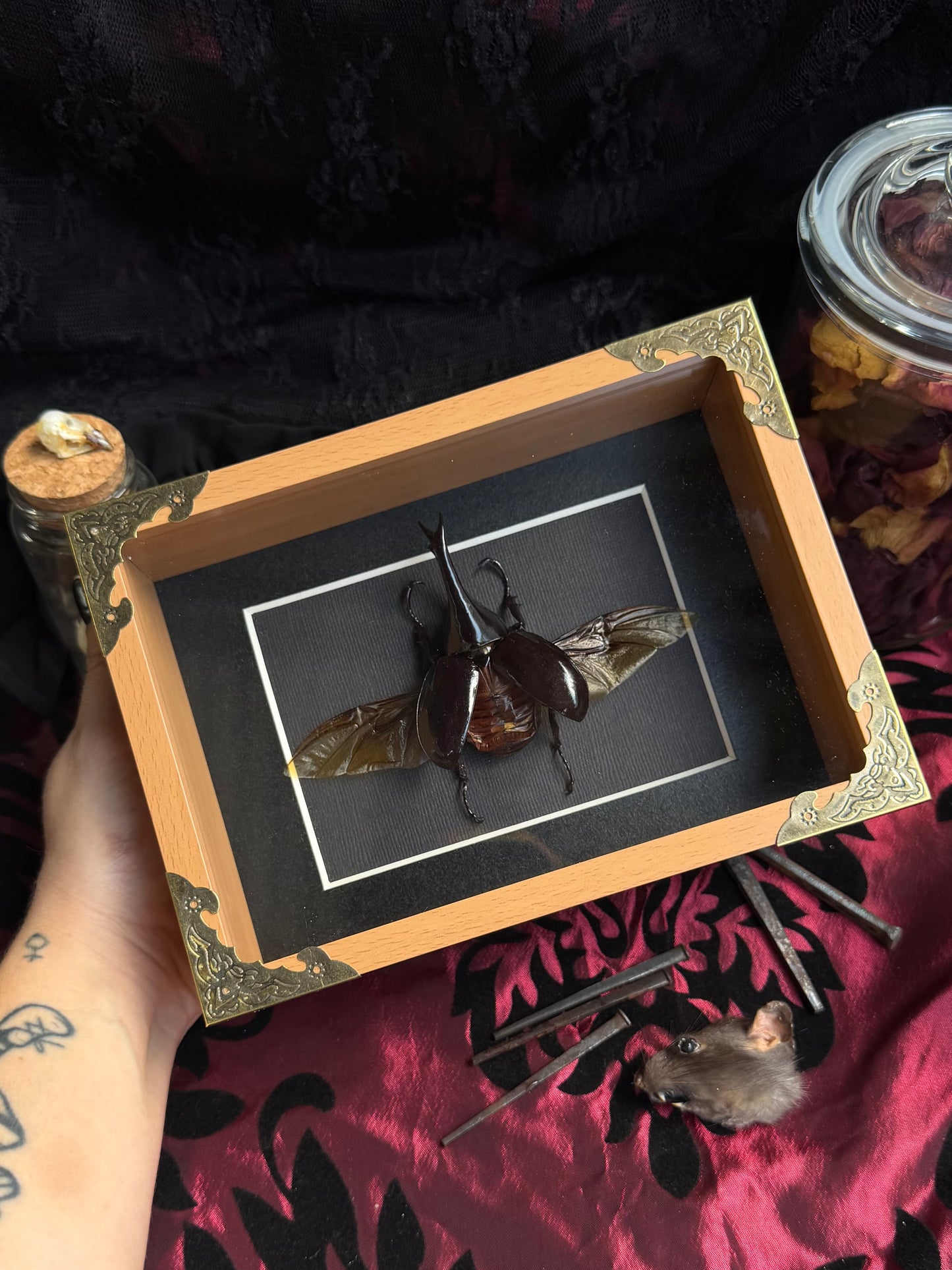 RHINOCEROS BEETLE - Genus Heterometrus Framed Specimen