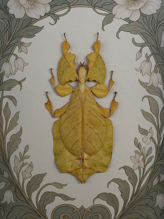 YELLOW LEAF BUG - A5 Leaf Bug Specimen Frame