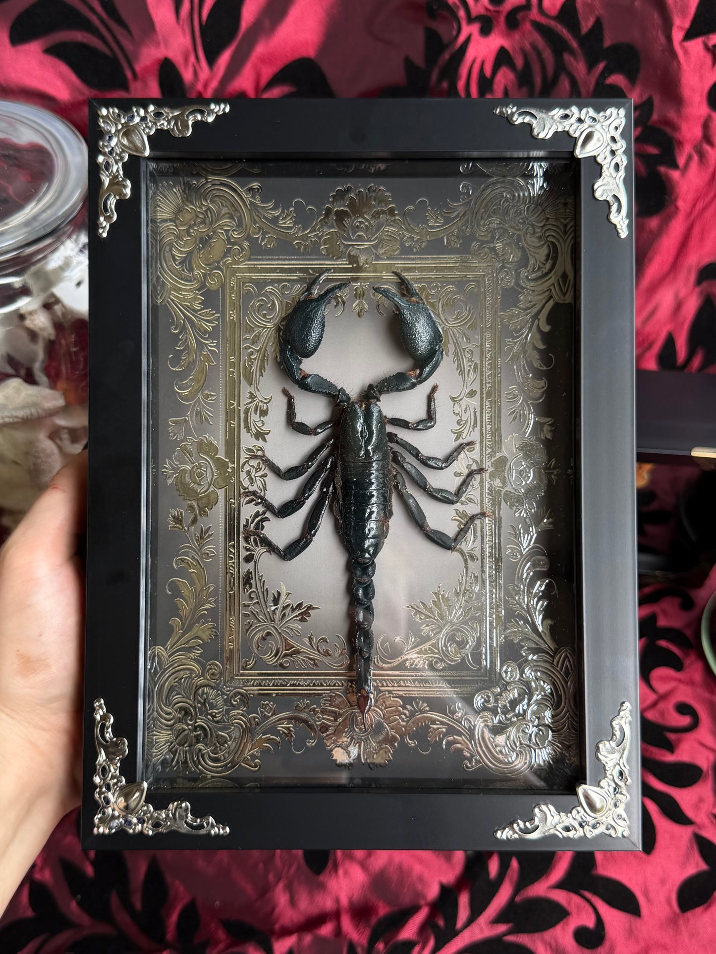 Forest Scorpion - Genus Heterometrus Frames Specimen