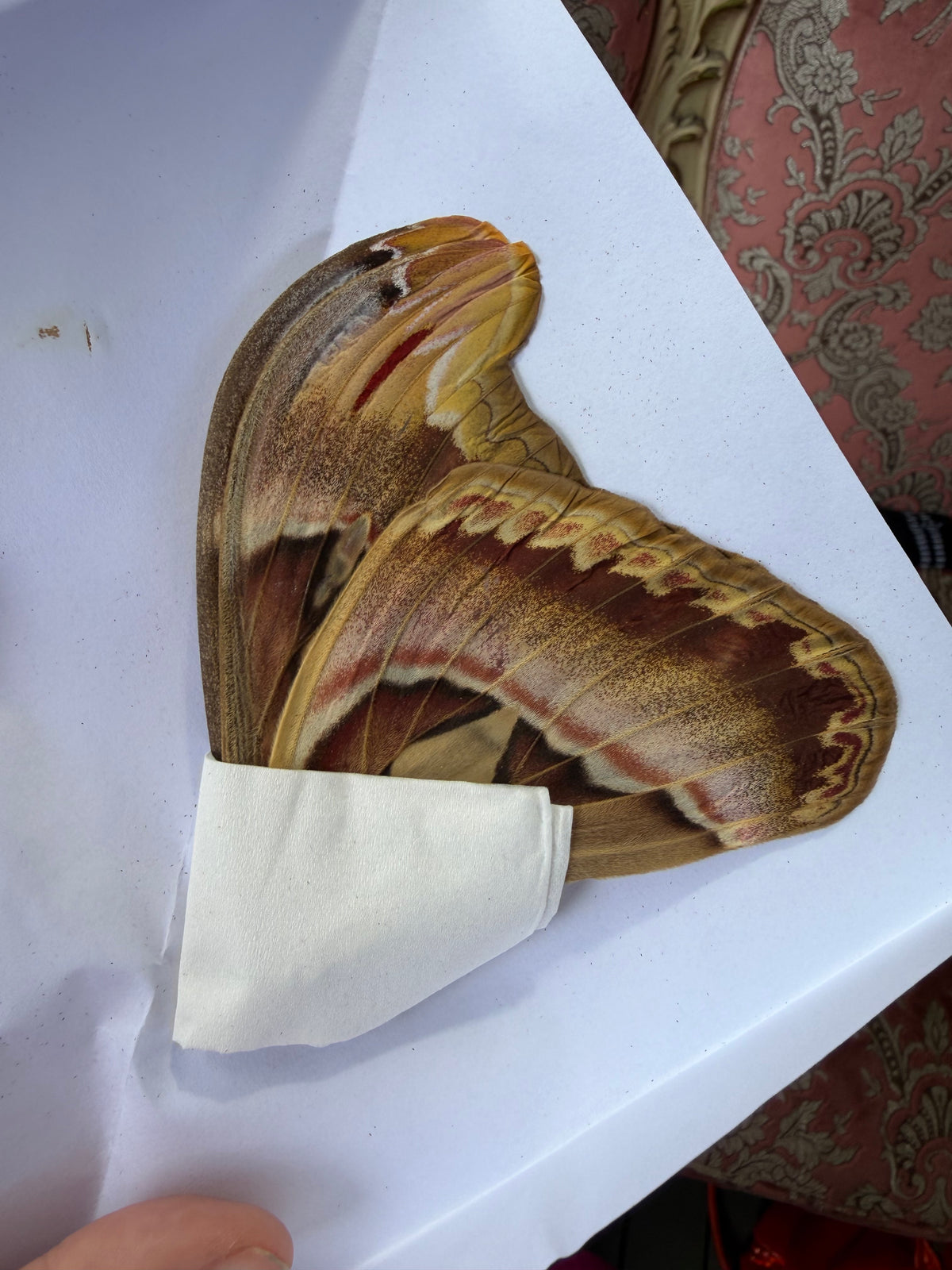 ATLAS ATTACUS - moth specimen