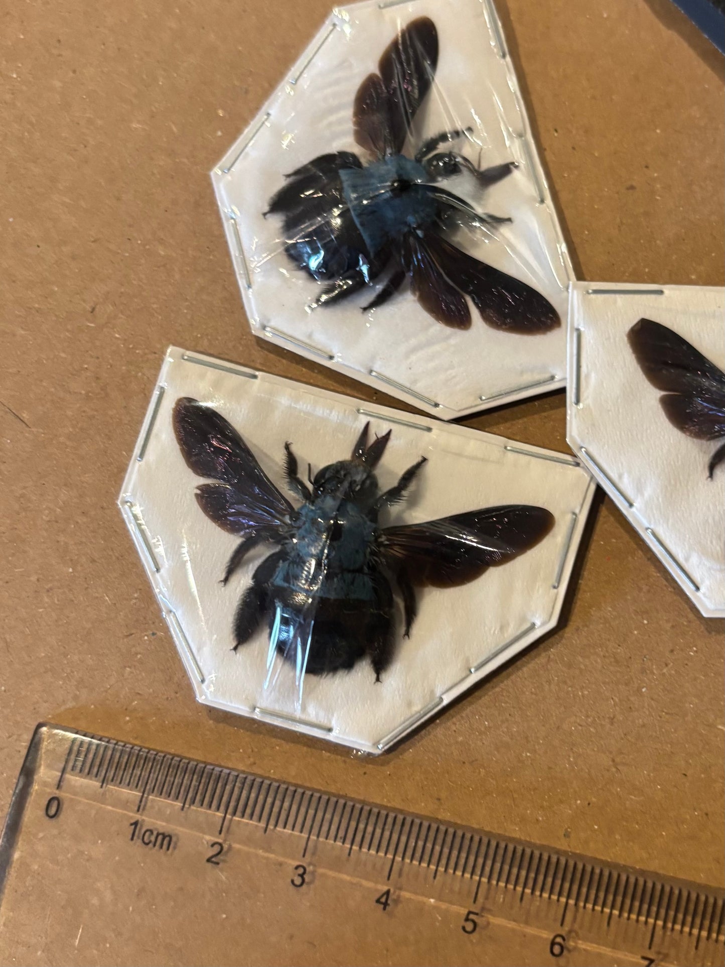 Xylocopa ceruelea - blue Carpenter bee trio (3) specimens