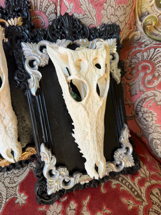 SILVER LEAF - crocodile skull curio with permit