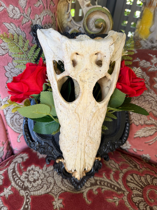 GOLD FERN ROSA - crocodile skull curio with permit