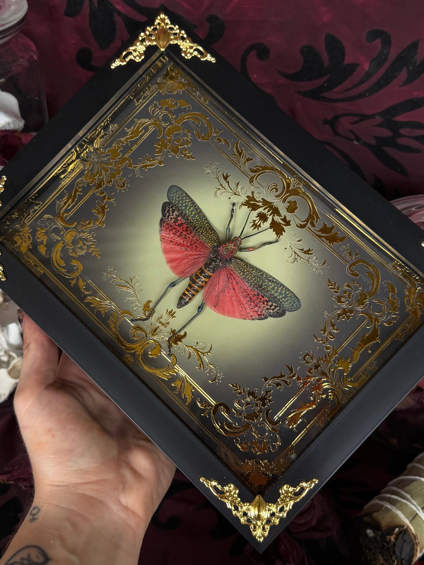 Rainbow Milkweed Locust Phymateus saxosus madagascariensis Tulear Framed Specimen (GOLD)