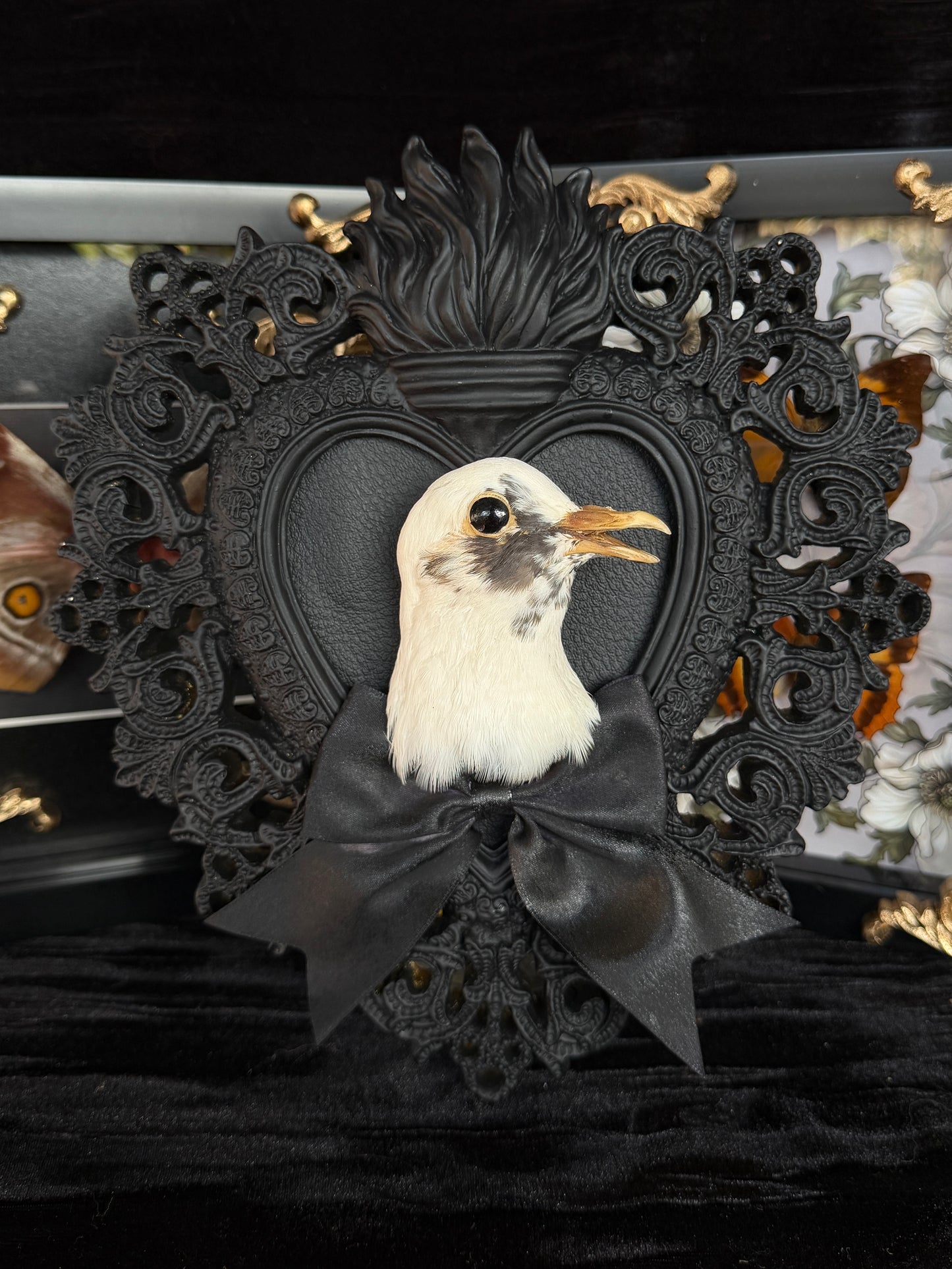 PIGEON HEAD - Mother of Hades Black Heart Open Display Frame