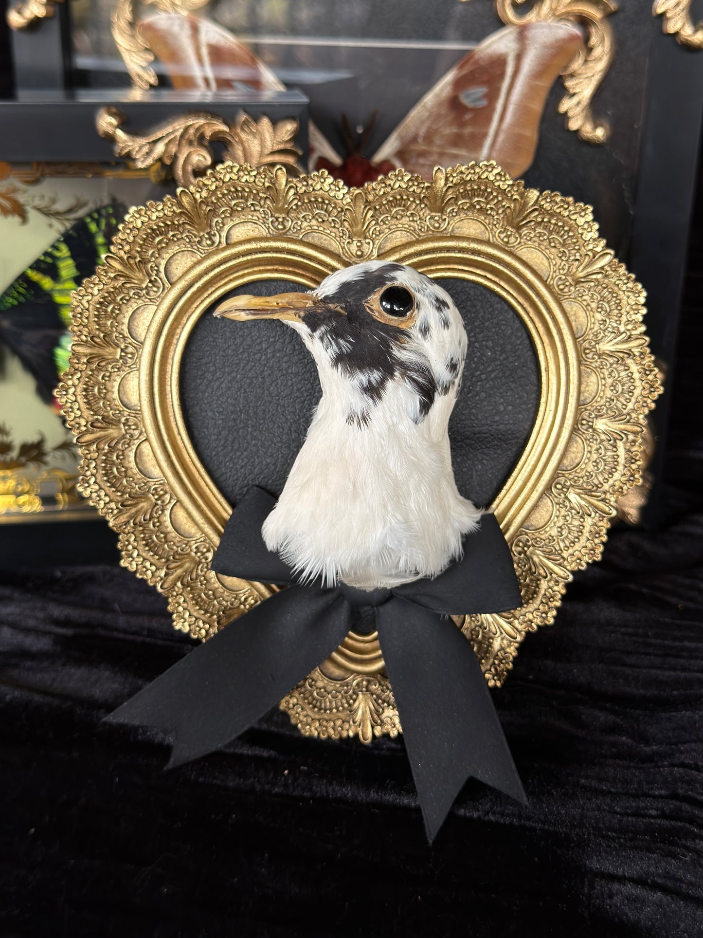PIGEON HEAD - Mother of Hades Small Gold Heart Open Display Frame