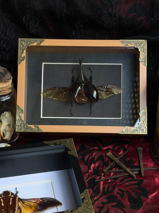 RHINOCEROS BEETLE - Genus Heterometrus Framed Specimen