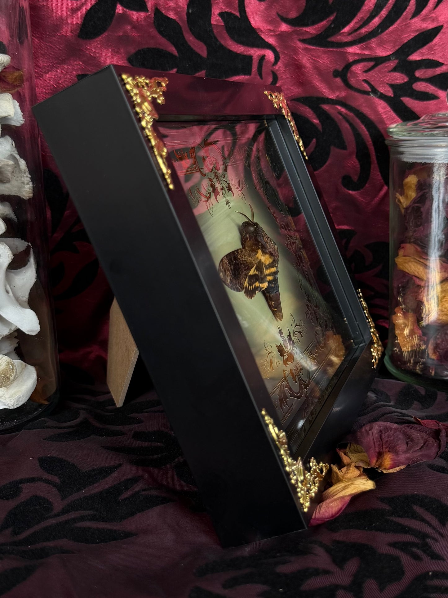 DEATH HEAD MOTH (lesser) - Acherontia styx Framed specimen