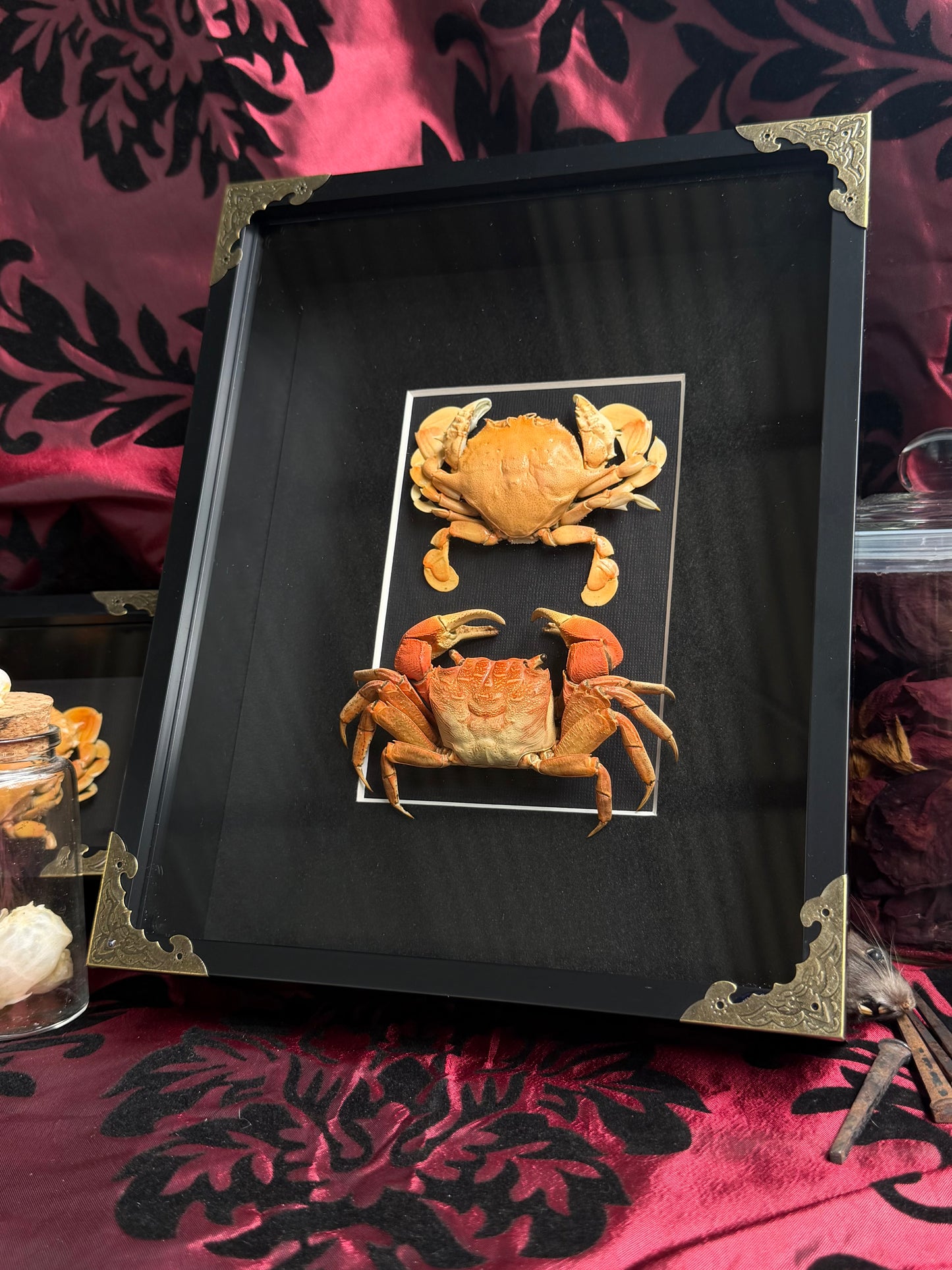 CRAB DUO - Moon crab & Mangrove crab A4 Framed Specimen